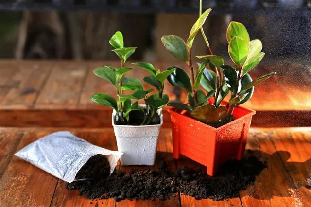 Two small green plants in white and orange square pots sit on a wooden table next to a spilled bag of potting soil.
