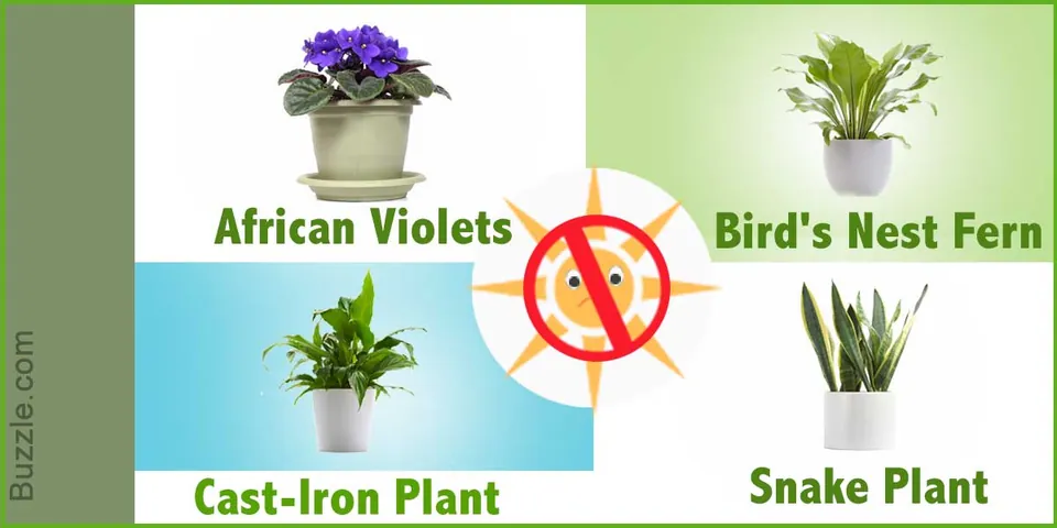 Four potted plants labeled African Violets, Bird's Nest Fern, Cast-Iron Plant, and Snake Plant surround a no-sun symbol.