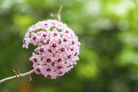 A close-up of a spherical pink Hoya flower cluster with dark red centers against a blurred green background.