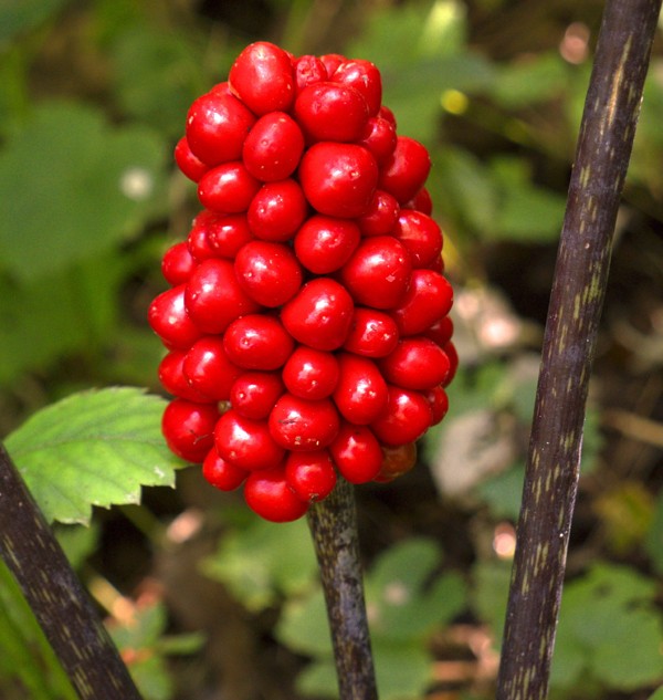 Don't Miss: The Jack-in-the-pulpit Plant Has Such Distinct Flowers