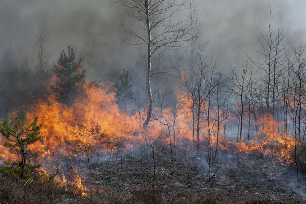 Information About the Slash-and-burn Method Used in Agriculture