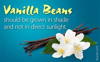 Easy Step-by-step Instructions for Growing Vanilla Beans Indoors