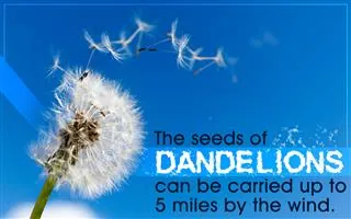 Exclusively Interesting Facts About Dandelions