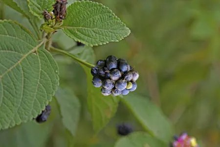 Interesting Facts About the Pretty Lantana Flowering Plants