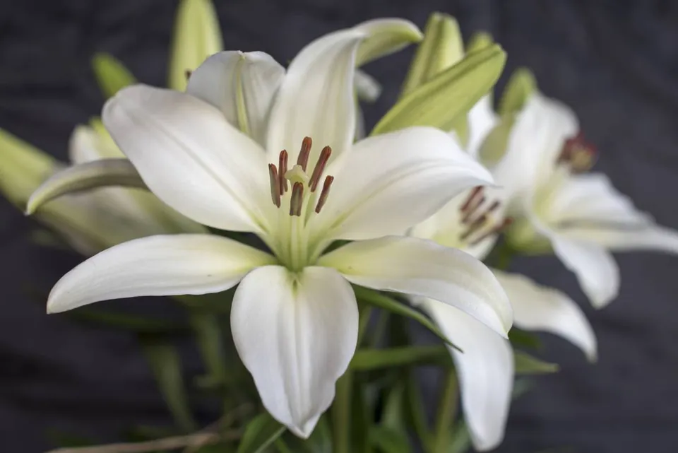 A close-up of a white lily flower with brown stamens and green buds against a dark background.