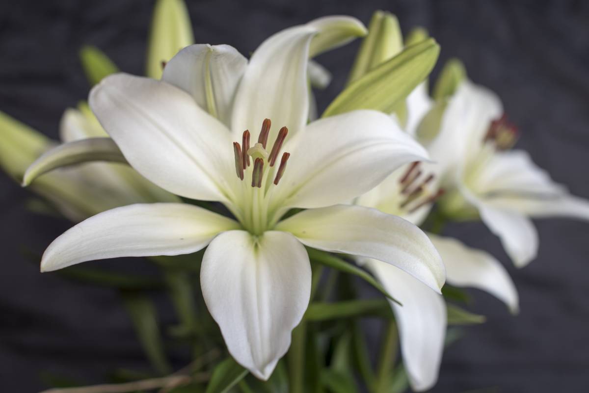 Interesting Facts about Lilies