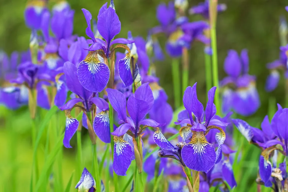 Vibrant purple iris flowers with yellow and white markings bloom in a lush green garden.