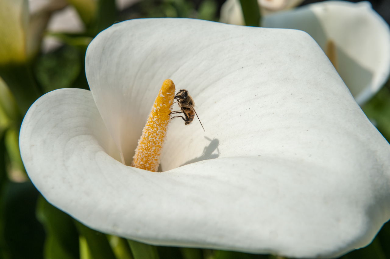 Are Peace Lilies Poisonous? You'll Be Shocked to Know