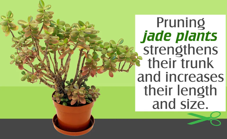 A jade plant in a terracotta pot with thick stems sits against a light green background next to text and scissors.