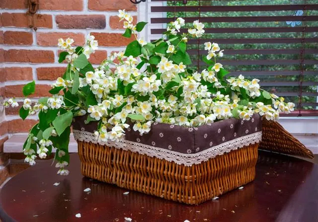 A white jasmine bush blooms in a wicker basket lined with floral fabric and lace, resting on a dark wooden table near a brick wall and window.