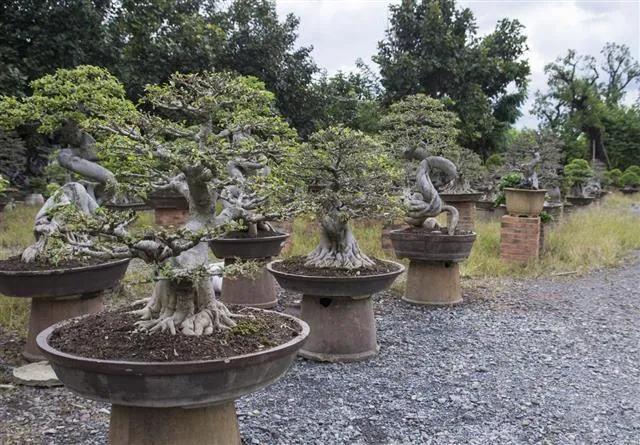 Several juniper bonsai trees in shallow pots sit on raised stands along a gravel path.
