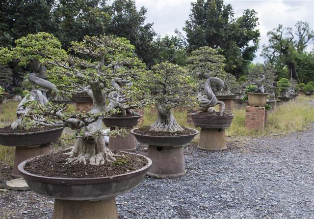Juniper Bonsai Tree