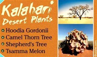 Graphic titled Kalahari Desert Plants listing species next to photos of a desert tree and a succulent.