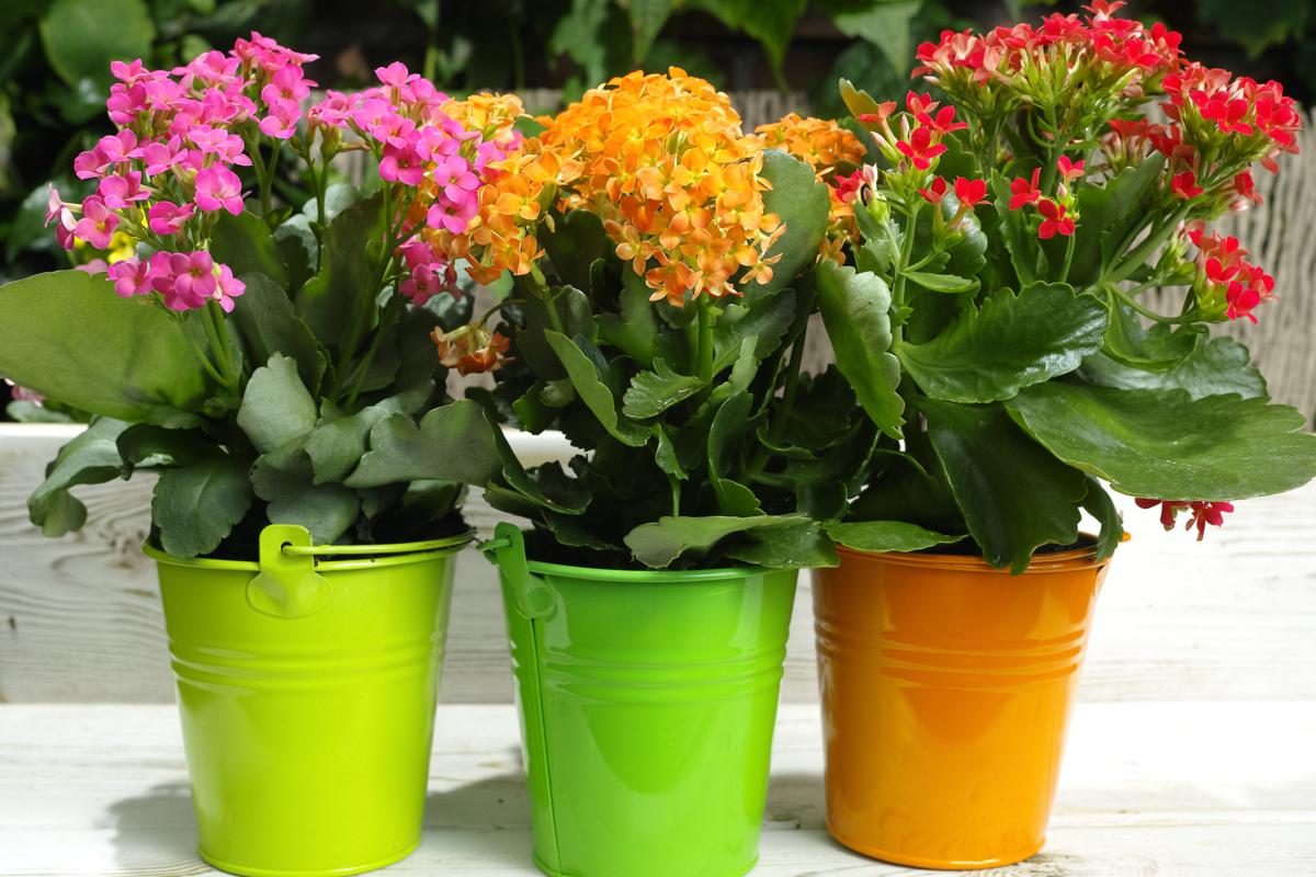 Things You Should Know About Taking Care of Kalanchoe Plants
