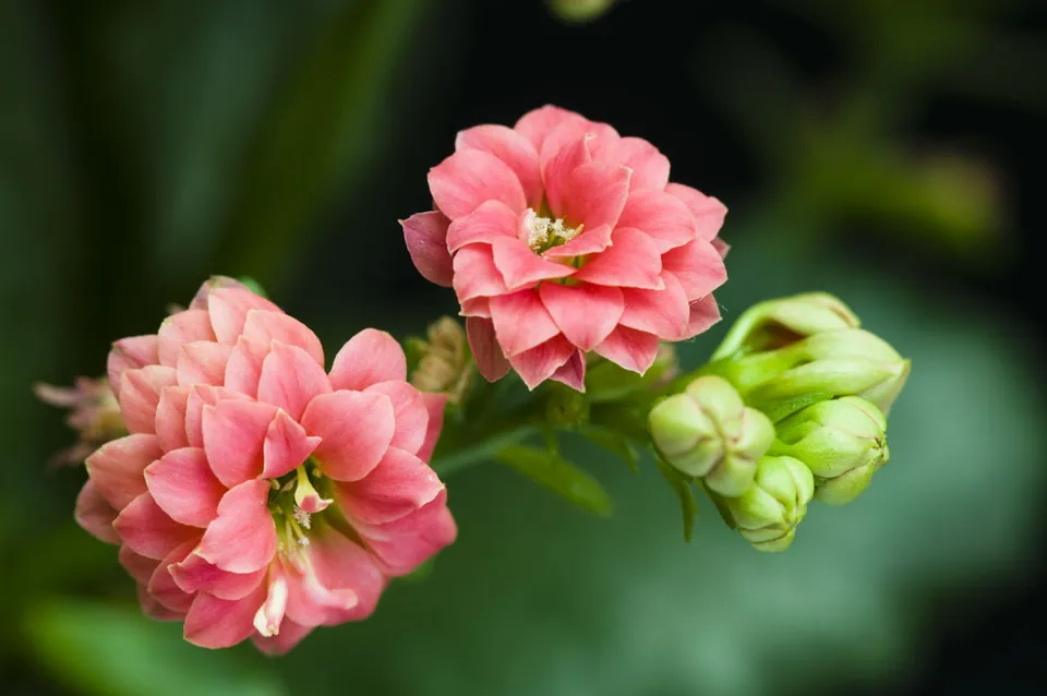 Close-up of pink double-flowered Kalanchoe blooms and green buds against a blurred green background.