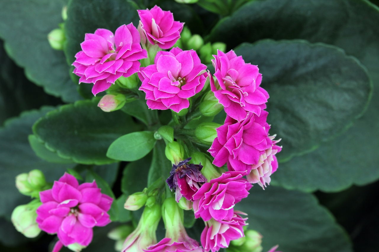 Extremely Amazing Facts About Kalanchoe Plants