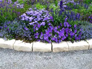 A garden bed featuring clusters of purple flowers and green foliage bordered by light stones next to a gravel path.