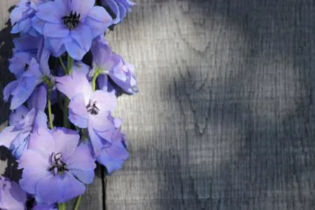 Symbolism and Facts About the Ravishing Larkspur Flower