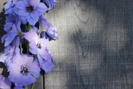 Symbolism and Facts About the Ravishing Larkspur Flower