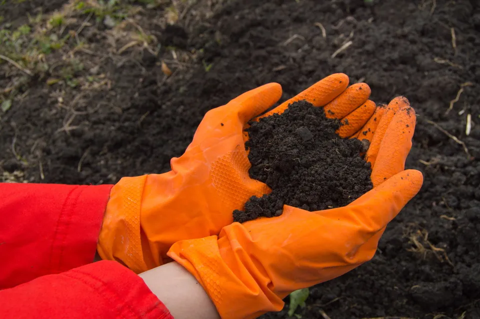 Close-up of orange gardening gloves holding a clump of dark soil in a garden.