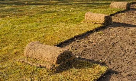 Rolls of sod grass lie on bare soil and existing lawn in a yard.