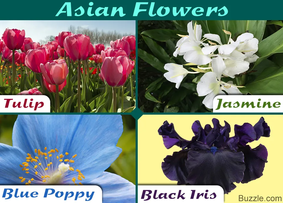 A collage of four flowers: pink tulips, white jasmine, a blue poppy, and a black iris.