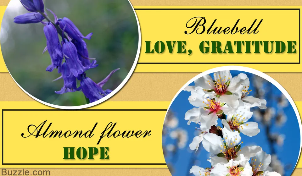 Circular close-ups of purple bluebell flowers and white almond blossoms on a yellow background with text.