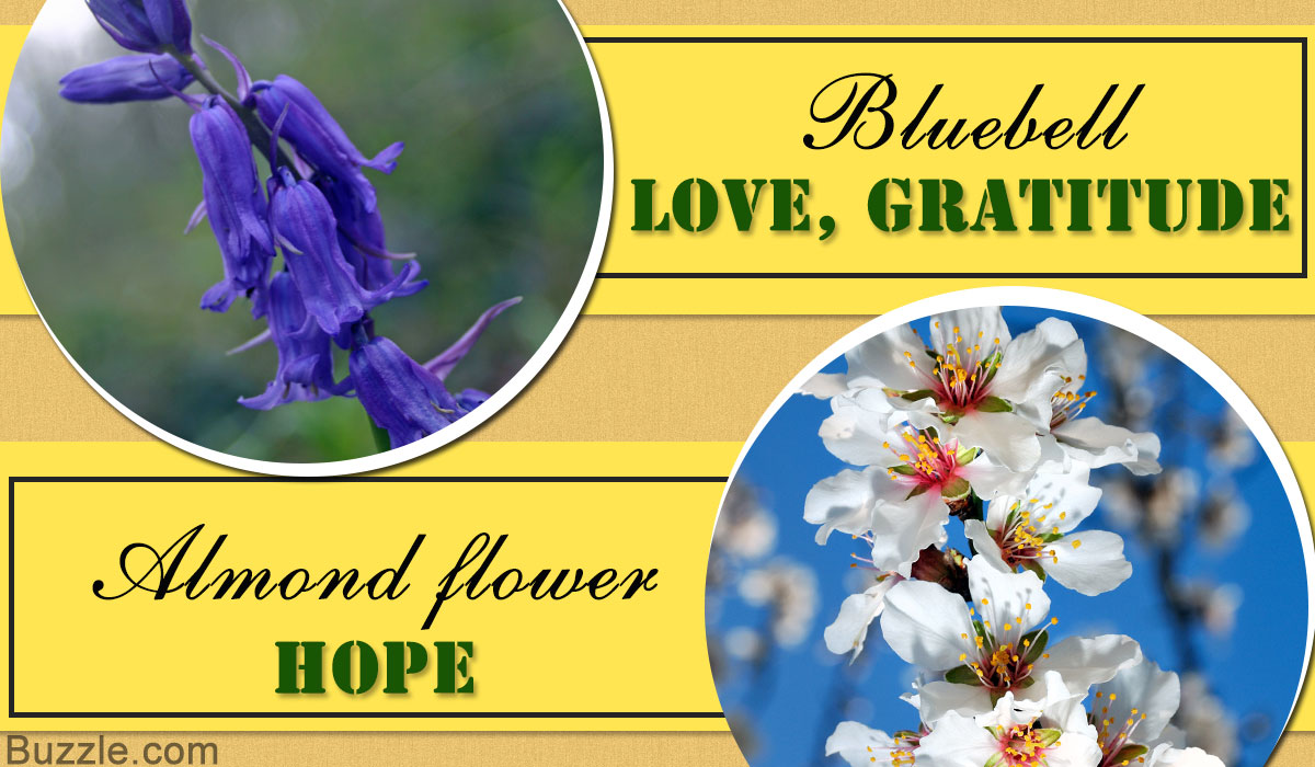 List of Flower Names With Their Meanings and Alluring Pictures