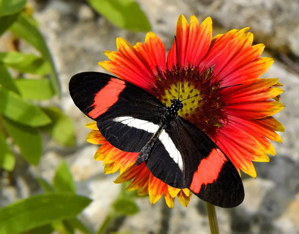 A black, red, and white butterfly rests on a red and yellow flower.