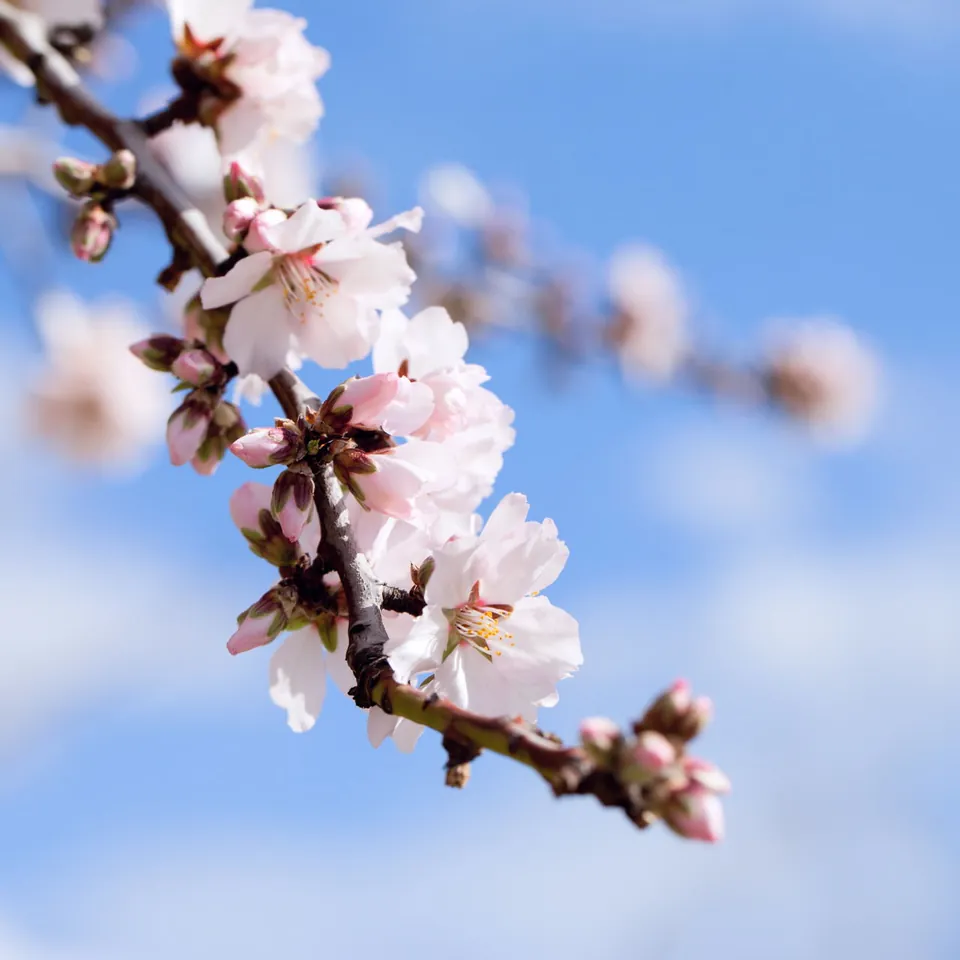 Delicate pink and white blossoms on a tree branch against a bright blue sky.