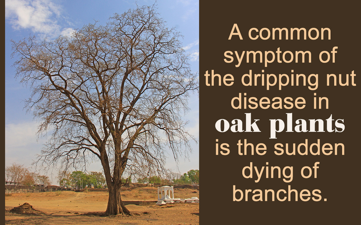 Diseases Affecting Live Oak Trees
