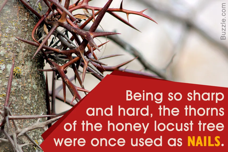 A close-up view of sharp, reddish-brown thorns growing from the bark of a honey locust tree.