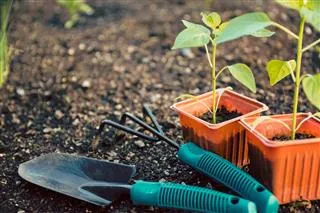 Two orange pots with seedlings and gardening tools rest on dark soil.