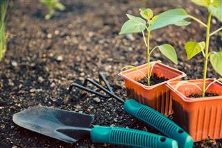 Low-maintenance Gardening Tips for the Busy Bees