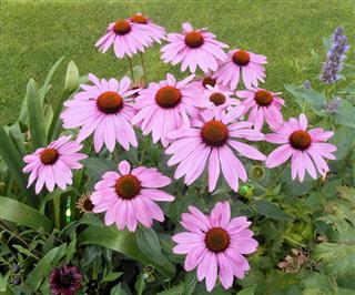 Low-maintenance Plants