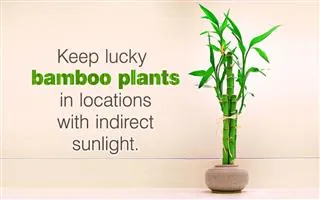 A green lucky bamboo plant in a small round pot on a light surface against a beige wall.