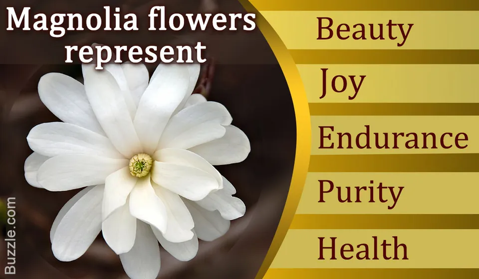 Interesting Meaning and Symbolism of a Magnolia Flower