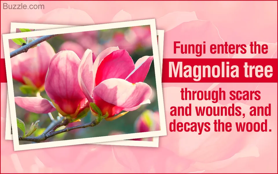A close-up of pink magnolia flowers on a branch inside a white photo frame against a pink background.