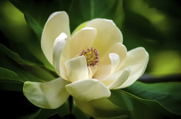 A close-up of a creamy white magnolia blossom surrounded by dark green leaves.