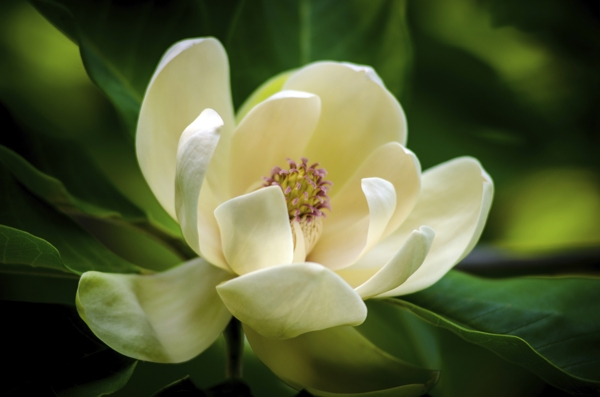 The Magnolia Tree and its Many Amazing Varieties
