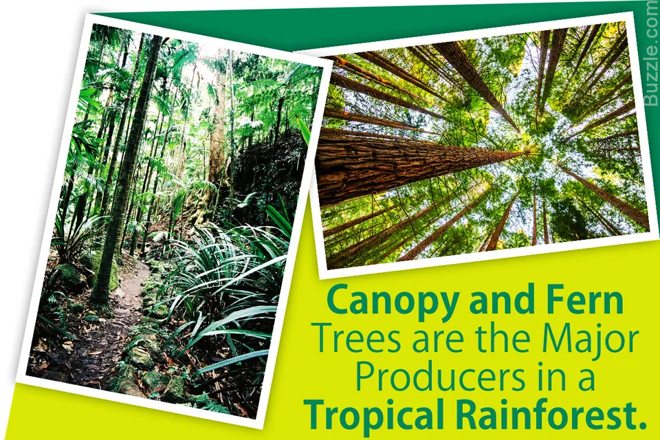 A collage showing a forest path with ferns and a low-angle view of tall trees reaching the canopy.