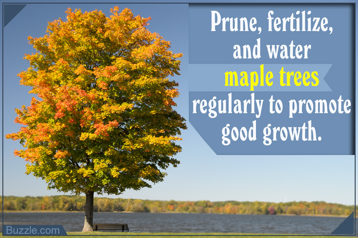 Know About Maple Tree Fungus and How to Eliminate It