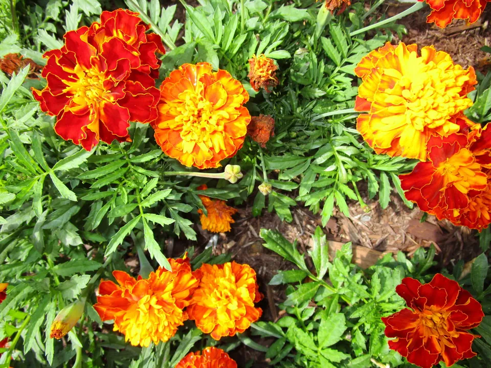 Vibrant orange and red marigold flowers bloom amidst lush green foliage in a garden bed.