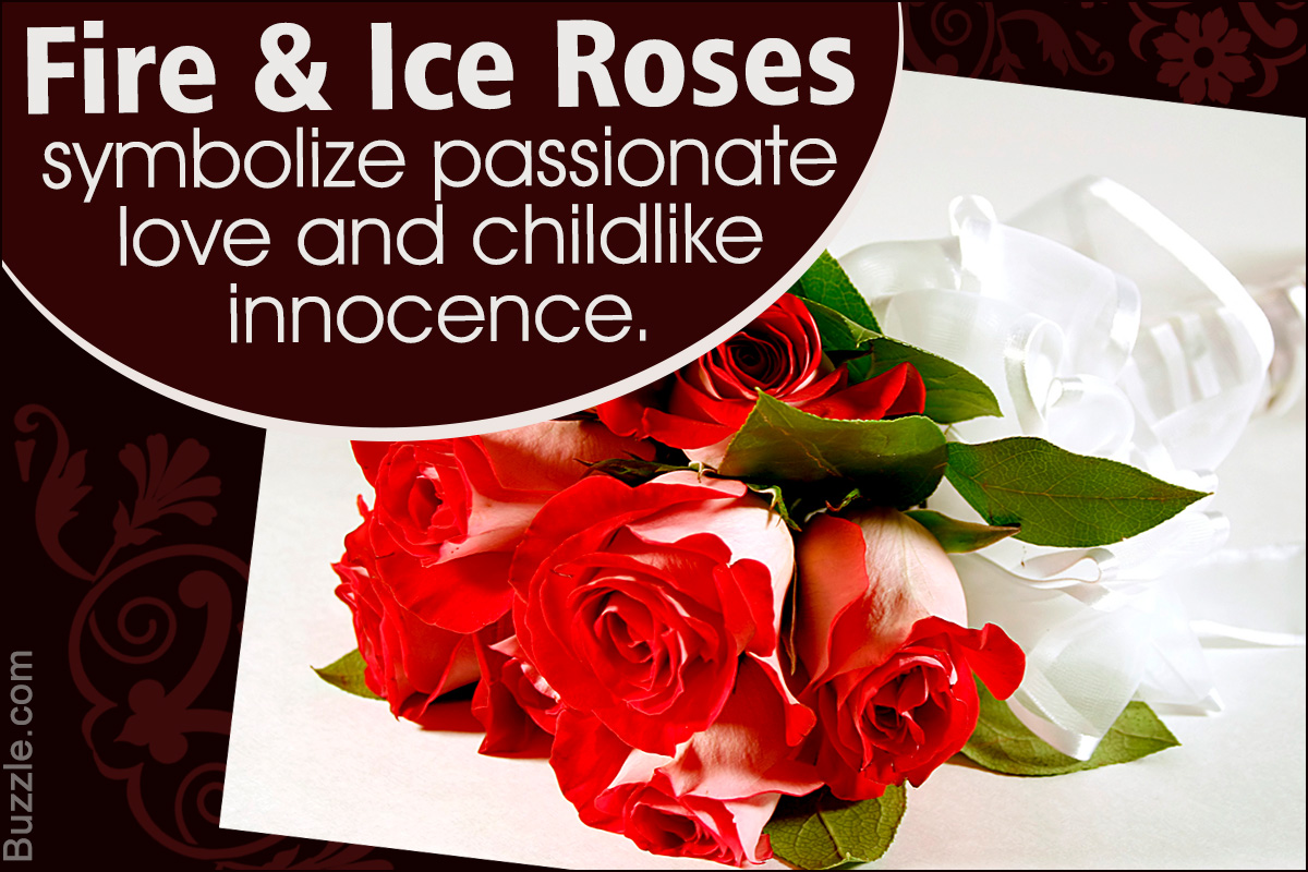 Decoding the Symbolic Connotation and Meaning of Fire and Ice Roses
