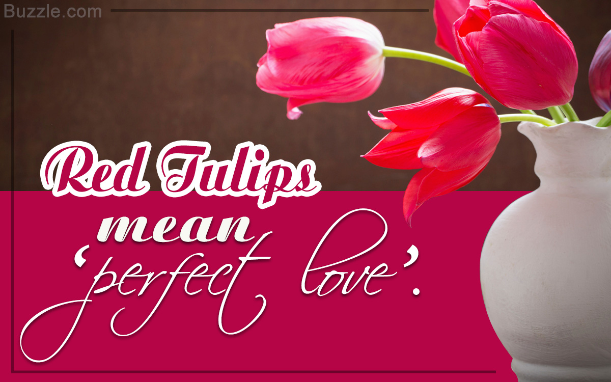 You'll Be Fascinated to Know the Real Meaning of Red Tulips