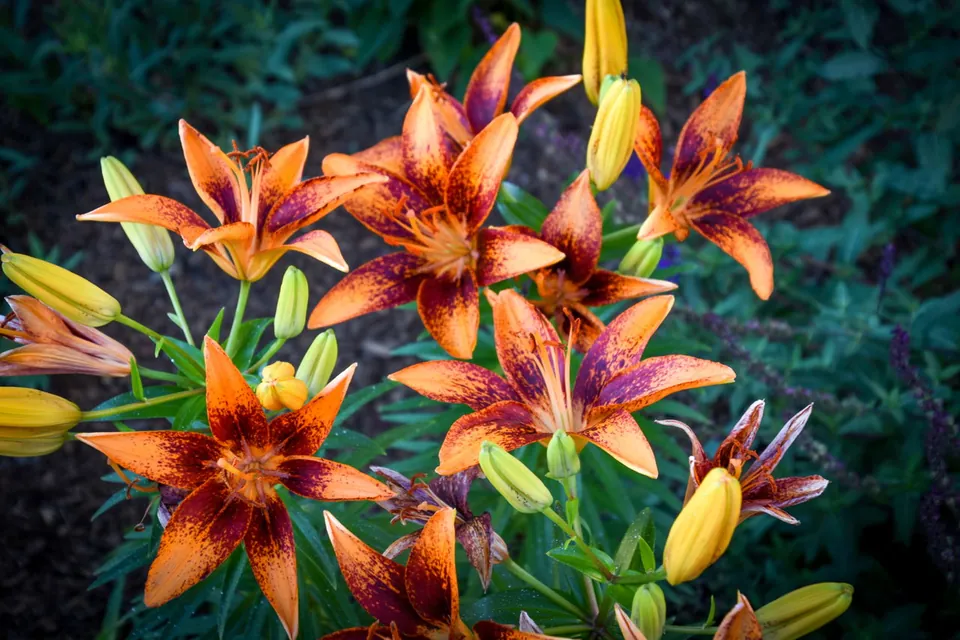 Orange and red speckled Stargazer lilies with yellow buds blooming in a garden bed.