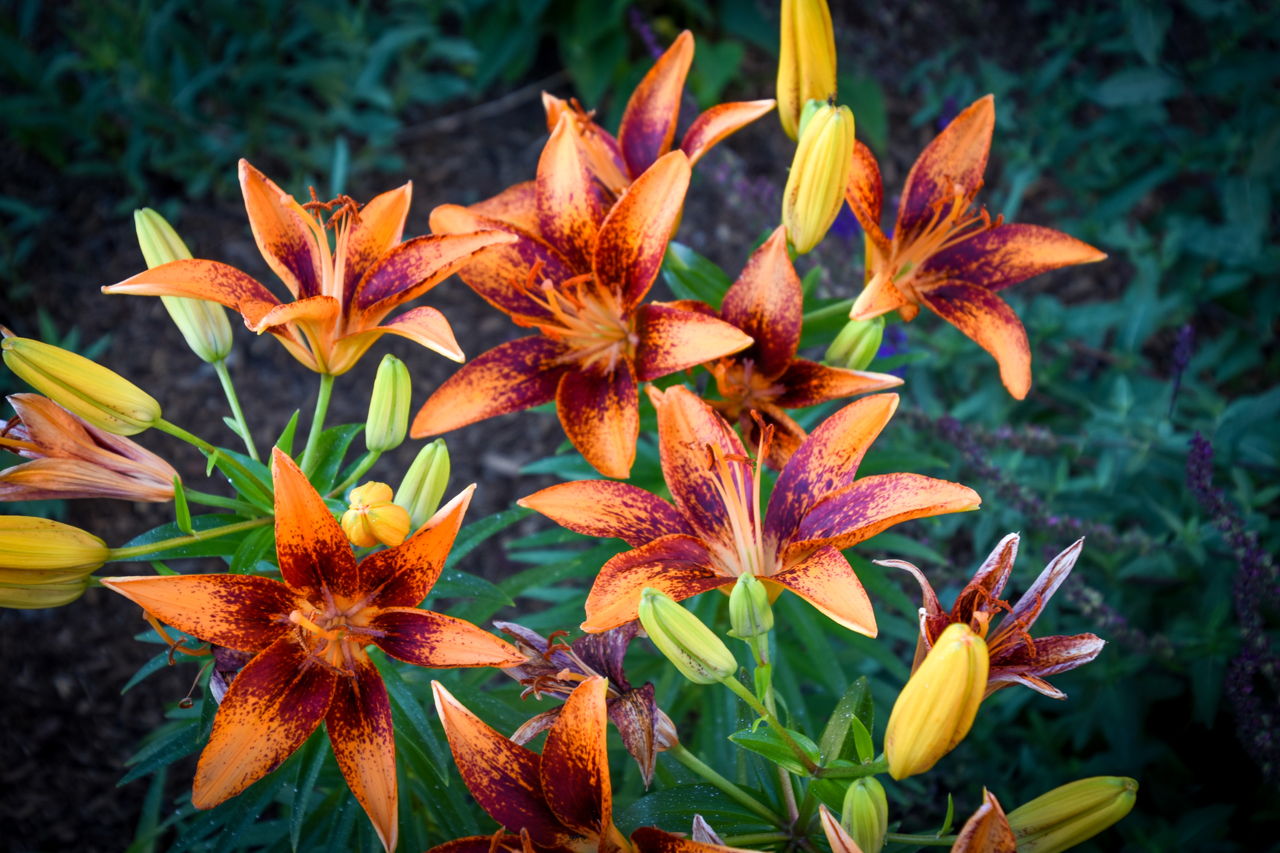 Meanings of Stargazer Lilies: What These Brilliant Flowers Symbolize