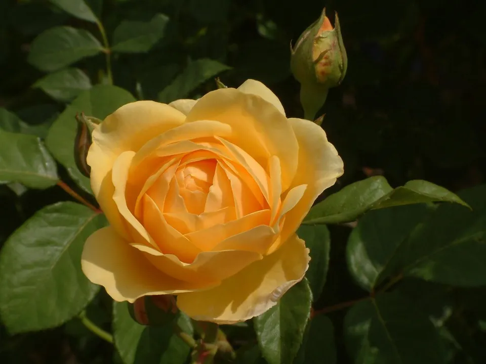 A bright yellow rose in full bloom surrounded by green leaves and a closed rose bud.