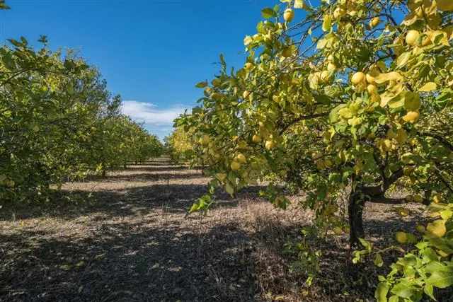 Rows of lemon trees laden with yellow fruit stretch into the distance under a clear blue sky in an outdoor orchard.