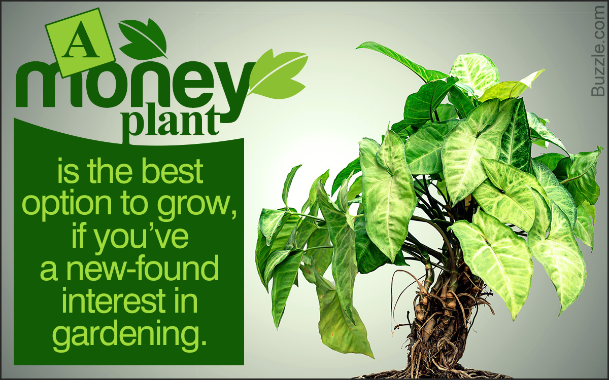 Easy Care Instructions For Your Money Plant That Actually Work